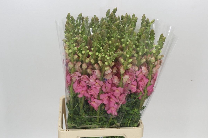 <h4>ANTIR POTO CHER ROSE</h4>