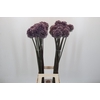 Allium Summer Drummer
