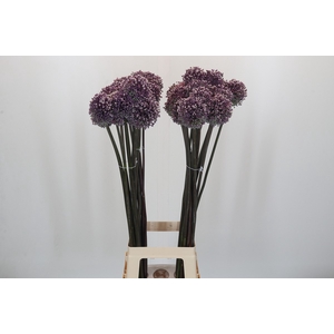 Allium Summer Drummer