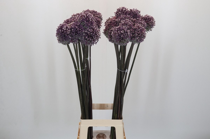 <h4>Allium Summer Drummer</h4>