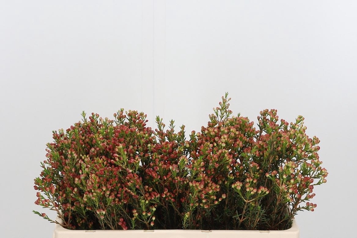 <h4>Chame Adi Bes</h4>