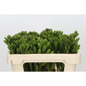 Kaaps Groen Albigreen