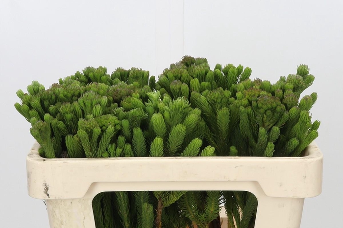 <h4>Kaaps Groen Albigreen</h4>