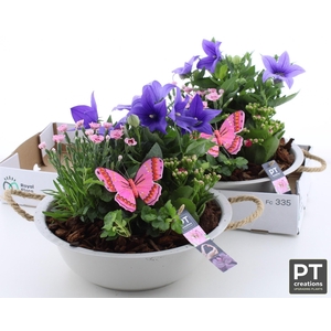 ARR TUINPLANTEN