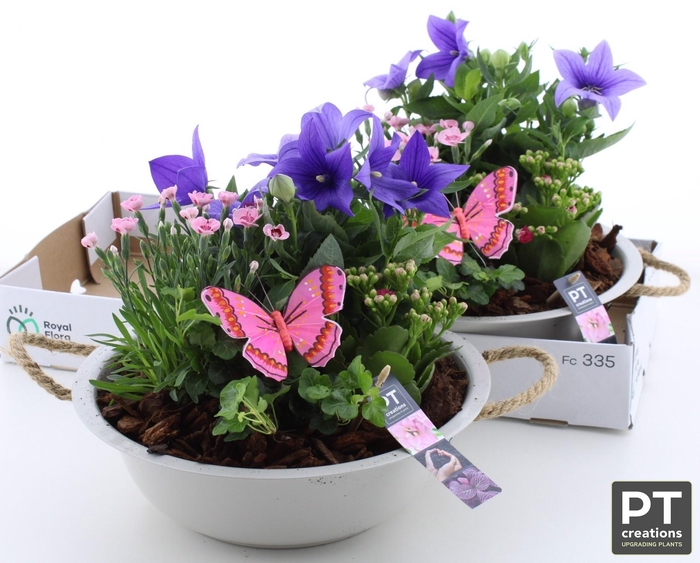<h4>ARR TUINPLANTEN</h4>