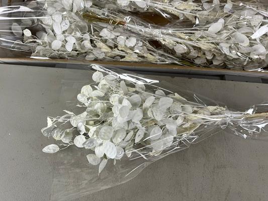 <h4>Df Lunaria Bs White</h4>