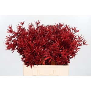 Eryn Orion Kl Bh Rood