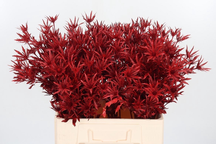 <h4>Eryn Orion Kl Bh Rood</h4>