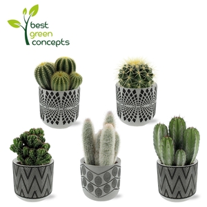 CACTUS OV