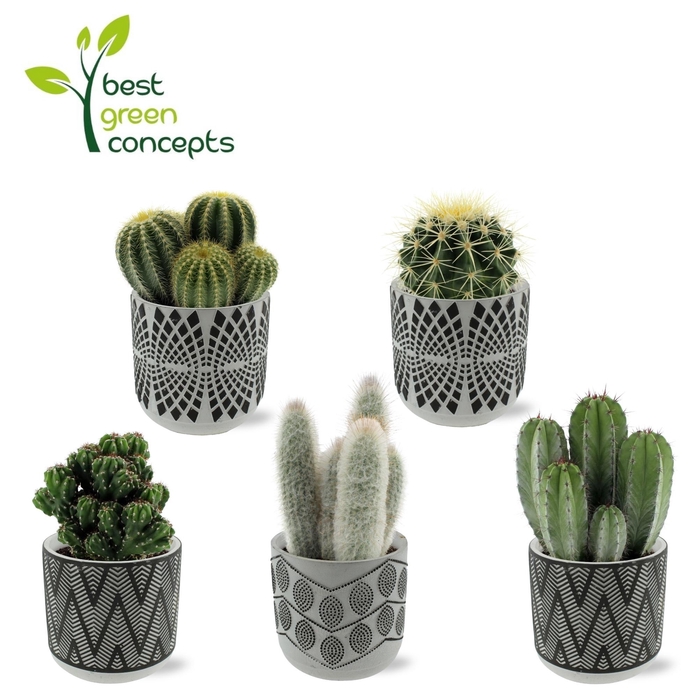 <h4>CACTUS OV</h4>