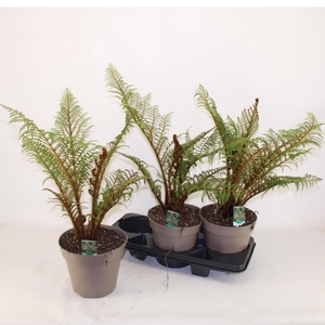 CYATHEA TOMENTOSISSI