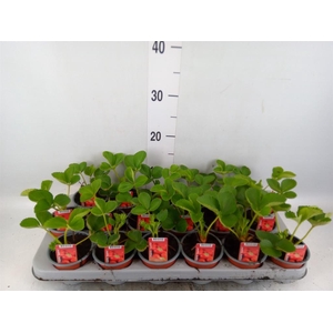 Fragaria ananassa 'Elsanta'