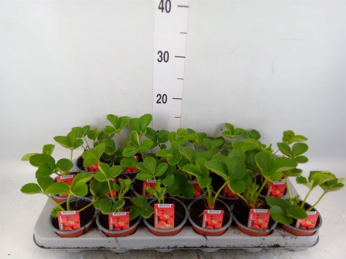 <h4>Fragaria ananassa 'Elsanta'</h4>