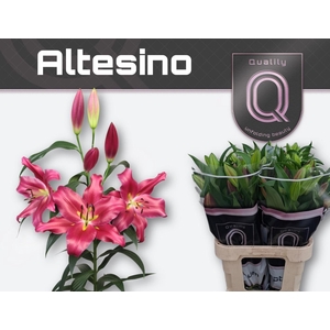 Li Ot Altesino