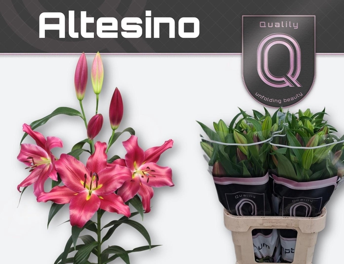 <h4>Li Ot Altesino</h4>