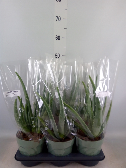 <h4>Aloe vera</h4>