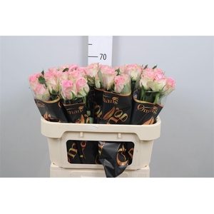 R Gr Brigitte Bardot