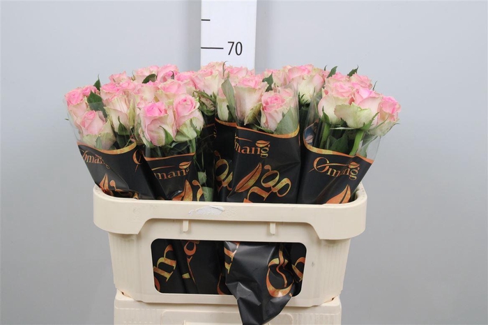 <h4>R Gr Brigitte Bardot</h4>