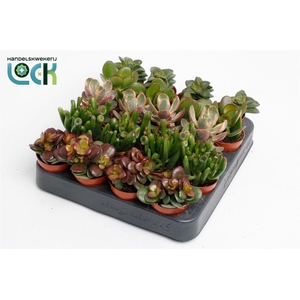 Crassula overig
