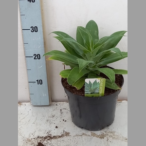 AGAVE OV
