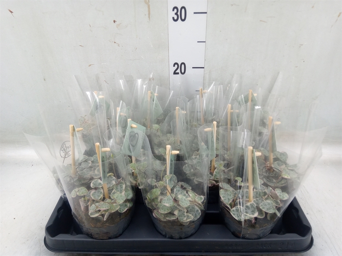 <h4>Ceropegia woodii 'Variegata'</h4>