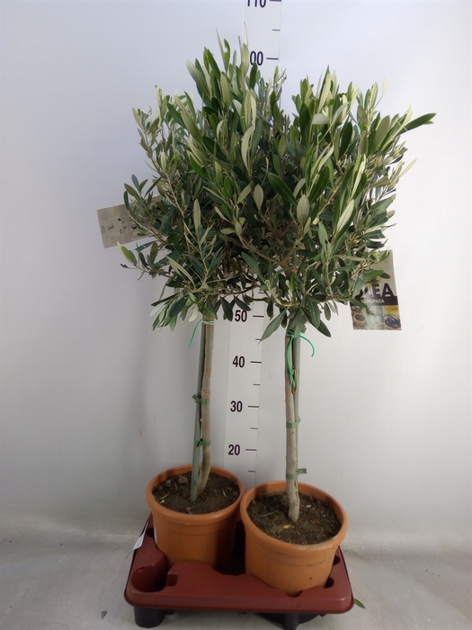 <h4>Olea europaea</h4>