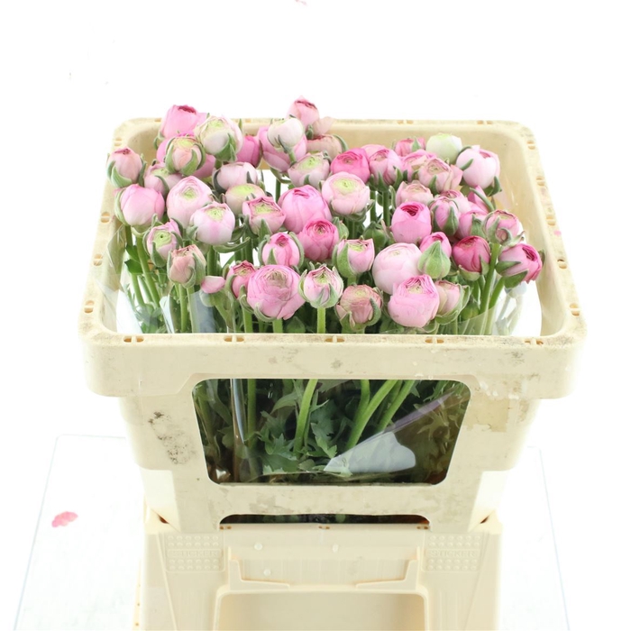<h4>Ran Aazur Light Pink N L</h4>