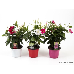 DIPLADENIA-HYBRID P10 ROOD