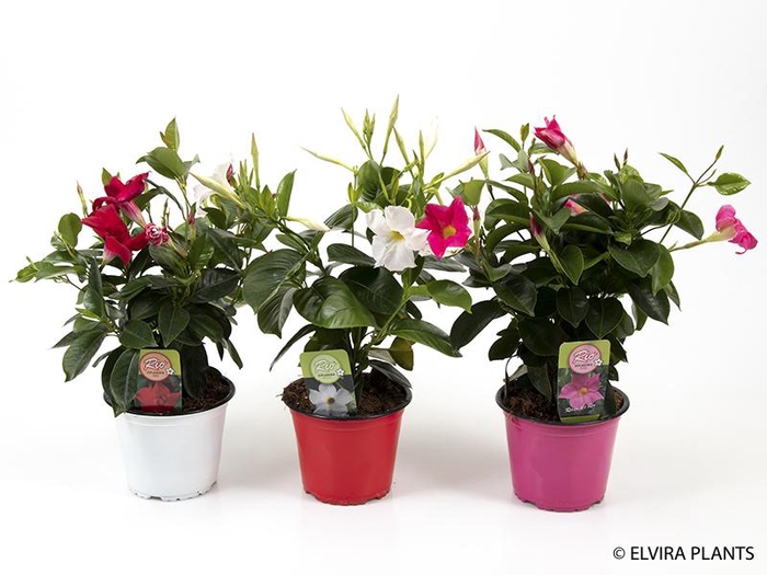 <h4>DIPLADENIA-HYBRID P10 ROOD</h4>