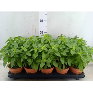 Ocimum   ...