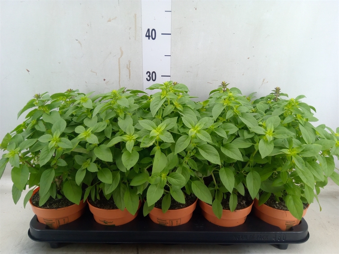 <h4>Ocimum   ...</h4>