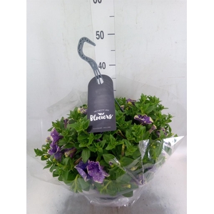 Petunia  'Surfinia'   ...