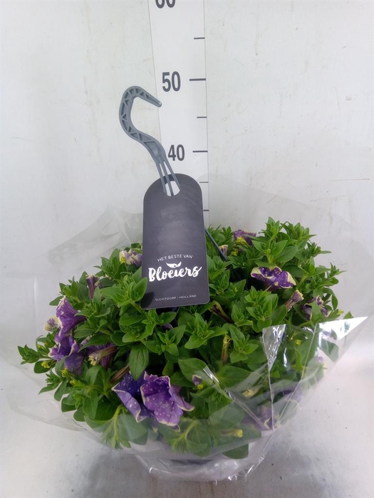 <h4>Petunia  'Surfinia'   ...</h4>