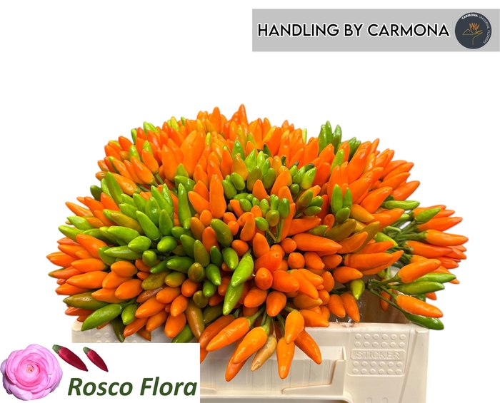 <h4>CAP ORANGE FIRE</h4>