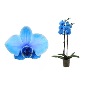 Phal I am Blue 2T14+