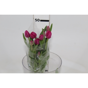 TULIPA PINK 000
