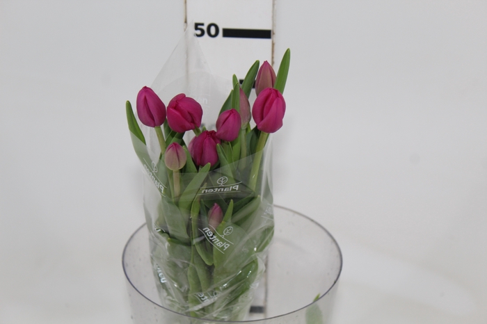 <h4>TULIPA PINK 000</h4>