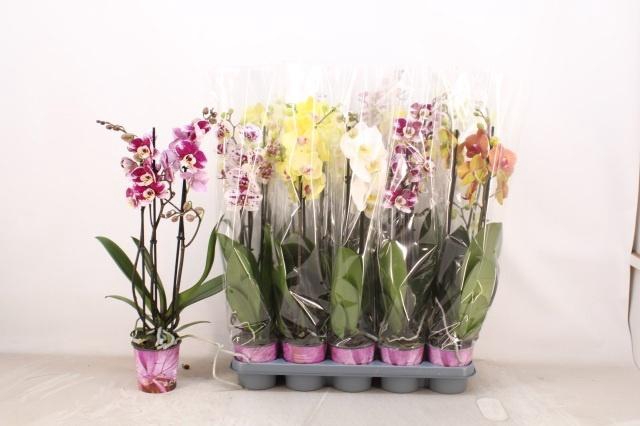 <h4>PHAL GEM 5 KL</h4>