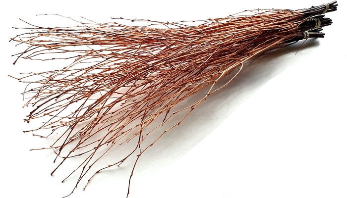 Birch 70cm 10stems per bunch Copper