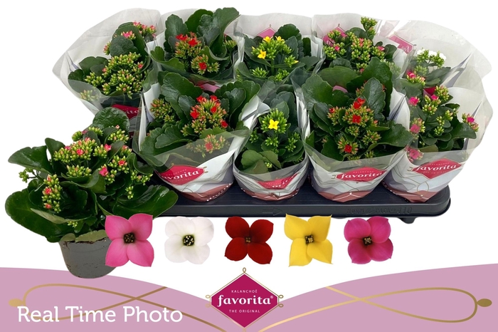 <h4>KAL EN GEM 5 KL</h4>