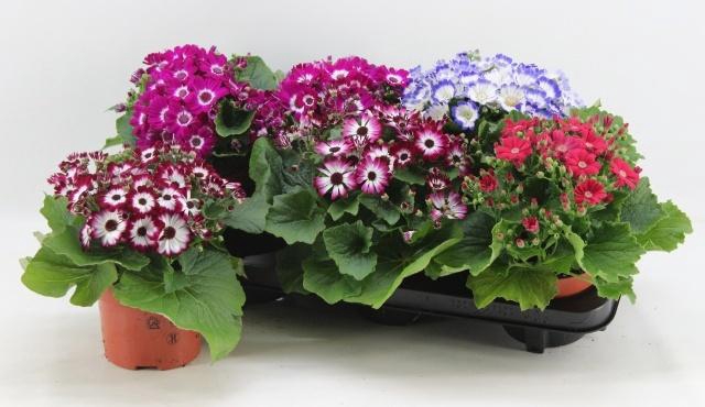 <h4>PERI C VENEZ GEM</h4>