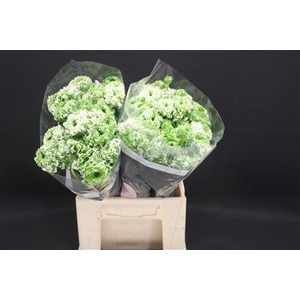 Cl Pon Pon Igloo X60