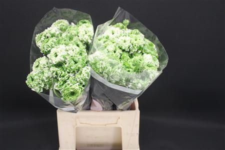 <h4>Cl Pon Pon Igloo X60</h4>