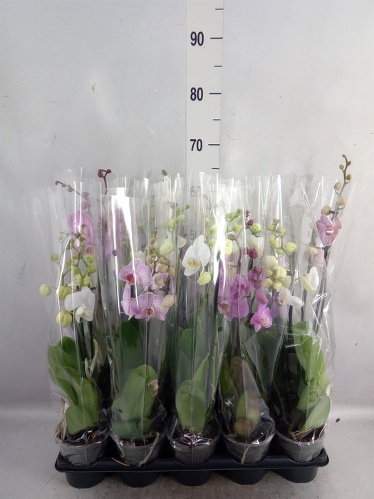 <h4>Phalaenopsis   ...mix</h4>