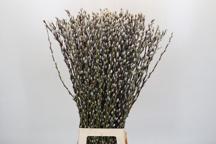 Salix Caprea Snow Flake Premium