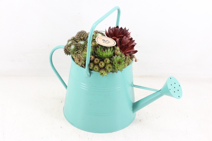 <h4>arr4 Bollenmix PL - Zink gieter mint/groen</h4>