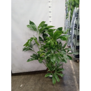 Philodendron  'Fun Bun'