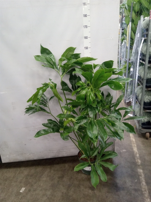 <h4>Philodendron  'Fun Bun'</h4>