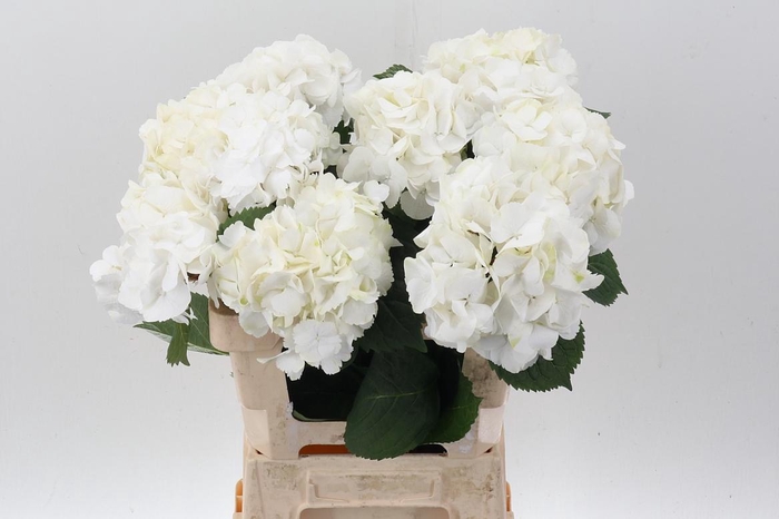 <h4>Hydr M My Akito</h4>