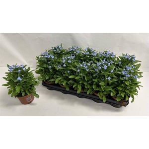 Myosothis Sylvat Mon Amie 12Ø 24cm